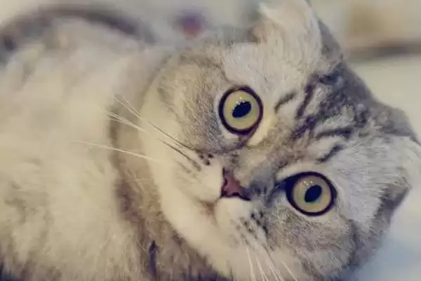 猫为什么会得湿疹这种病呢 ,猫接触过敏物、过度舔毛会得湿疹插图3