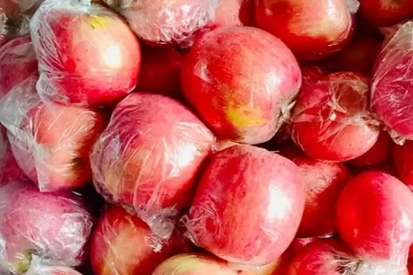 苹果青霉病发生的症状,发病初期果实局部会发生腐烂插图3 苹果青霉病发生的症状,发病初期果实局部会发生腐烂插图3