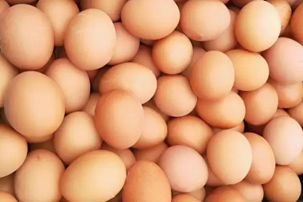 判断鸡蛋是否变质的方法和重点?养鸡要做好哪些蛋类品质把控?插图3 判断鸡蛋是否变质的方法和重点?养鸡要做好哪些蛋类品质把控?插图3