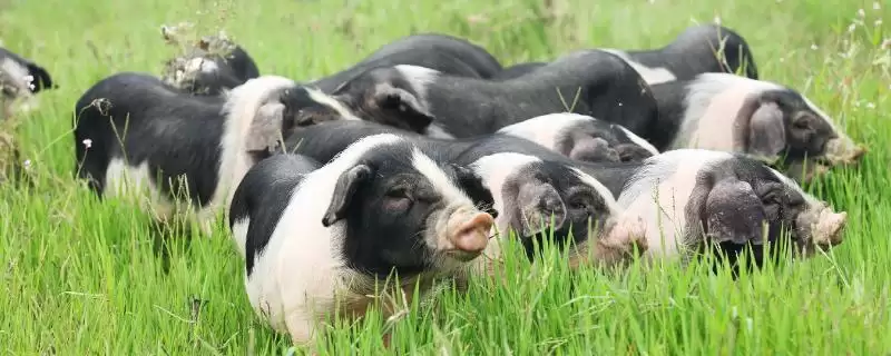 认识我国猪品种的方法和重点?养猪要做好哪些品种选择细节?-会东网