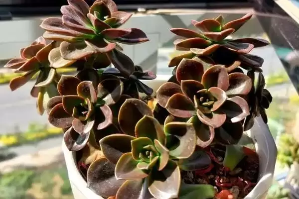 巧克力多肉盆栽注意事项?插图3 巧克力多肉盆栽注意事项?插图3