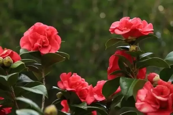 图片[3]-养花长得茂盛的方法和重点？养花长得茂盛要做好哪些细节？-会东网