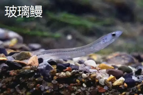 图片[5]-鳗鱼是怎样的鱼类 ,鳗鱼常栖息在什么水域-会东网