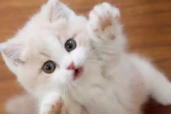 猫咪犯错后会有怎样的表现 ,猫咪犯错常装可怜或躲着观察插图9 猫咪犯错后会有怎样的表现 ,猫咪犯错常装可怜或躲着观察插图9