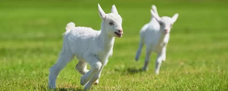 判断羊和鸡能否混养的方法和重点？养鸡要做好哪些混养规划？-会东网