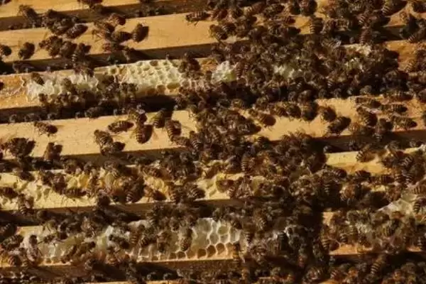 图片[4]-蜜蜂怎么合群不会打架，群味越接近和并蜂群时就越安全-会东网