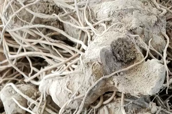 图片[3]-新鲜黄精价格的波动和要点？了解新鲜黄精价格需关注哪些市场因素？-会东网