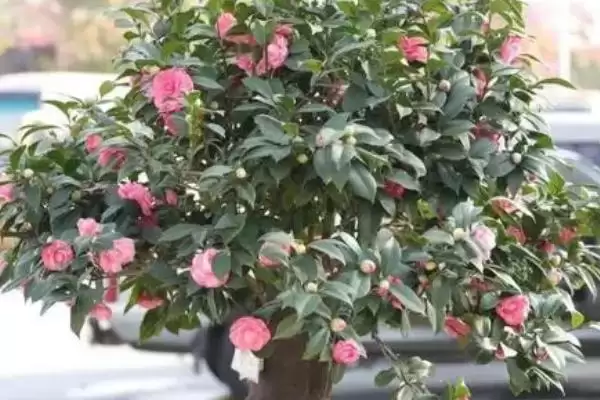 图片[3]-了解养殖山茶花禁忌的方法和重点？了解养殖山茶花禁忌要做好哪些细节？-会东网