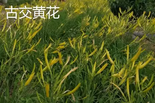 图片[9]-山西省娄烦县的特产，莜面栲栳栳为当地的传统小吃-会东网