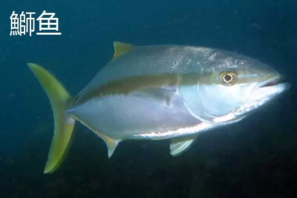 图片[5]-海水鱼养殖福音：大黄鱼和海鲈鱼等好养鱼种介绍-会东网