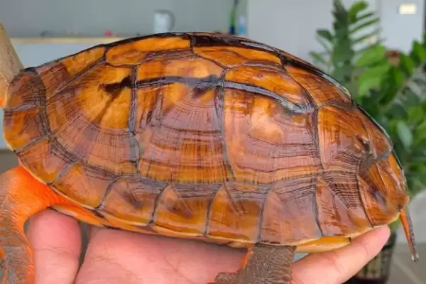 金钱龟与巴西龟的区别 ,金钱龟和巴西龟有何不同之处插图4