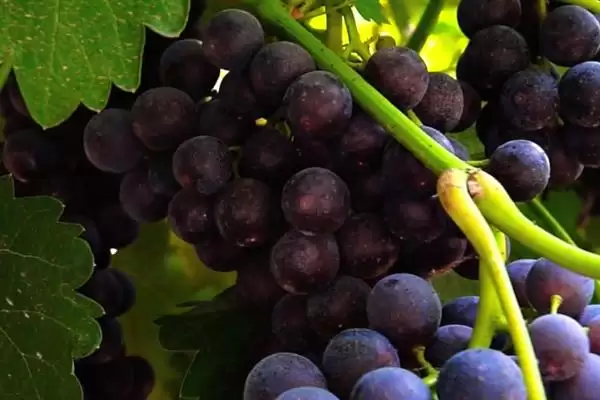 葡萄施硅肥的原因剖析：增强抗病力、提高品质的科学原理插图4