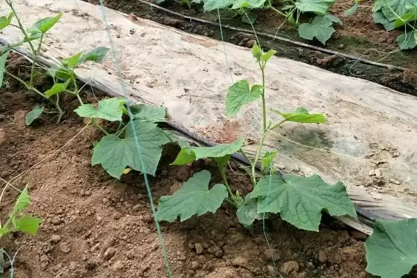 露天黄瓜的株行距是多少 ,露天黄瓜株行距一般为多少插图2 露天黄瓜的株行距是多少 ,露天黄瓜株行距一般为多少插图2