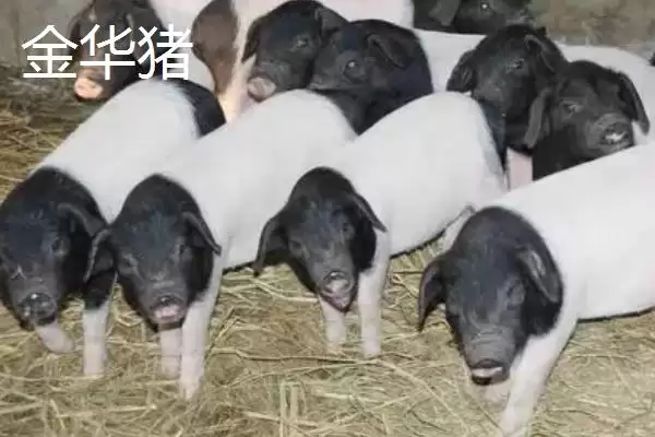 认识我国猪品种的方法和重点？养猪要做好哪些品种选择细节？插图2