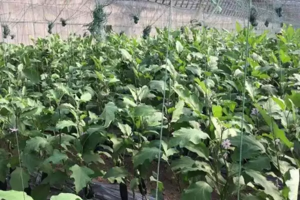 茄子中棚覆盖栽培技术要点：大小行定植的操作要点插图3