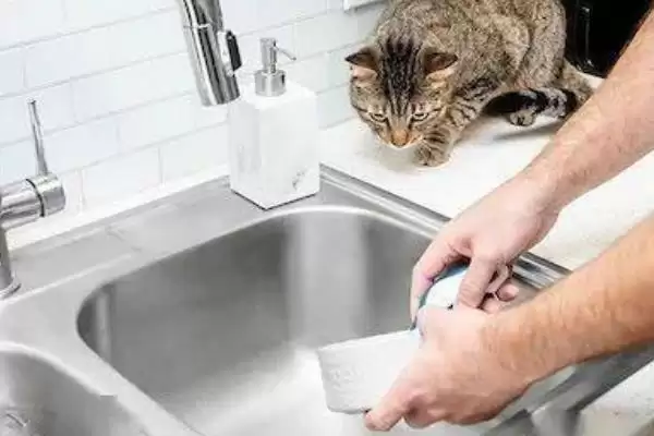 猫咪得了黑下巴该怎么治疗 ,猫咪黑下巴需注重日常清洁插图4