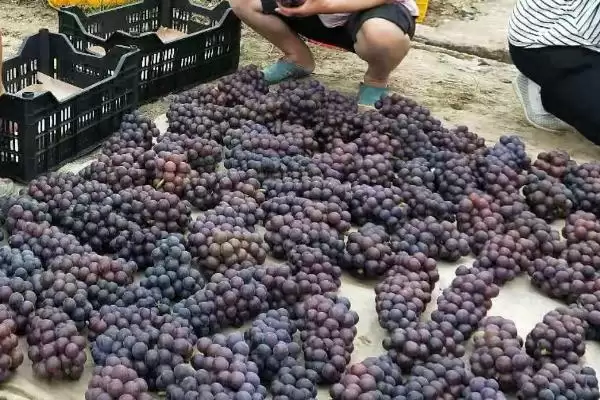 葡萄采收前管理要点：剪去失水果粒的关键步骤插图2