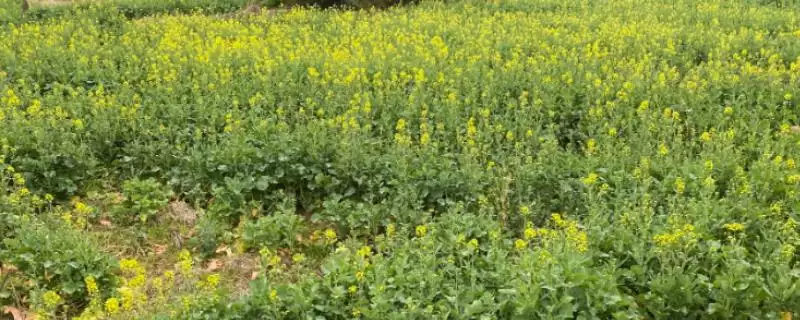 北方油菜如何种植，首先选择适合当地的优质品种-会东网