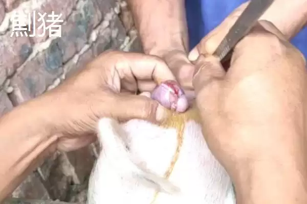 劁猪和骟猪的区别剖析：手术部位不同的本质差异插图1