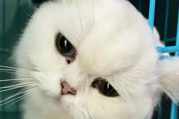 图片[3]-犬猫敌鼠钠中毒症状剖析：身上大块出血的危害及处理-会东网