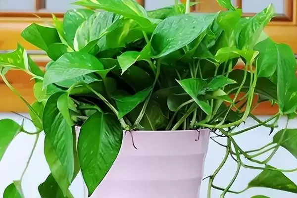 绿萝盆栽的养护方法有哪些 ,绿萝盆栽夏季如何养护插图1 绿萝盆栽的养护方法有哪些 ,绿萝盆栽夏季如何养护插图1