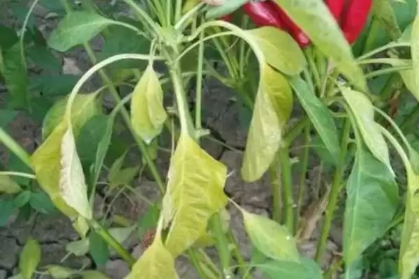 辣椒落花落果落叶的原因 ,辣椒疮痂病如何导致三落现象？插图2