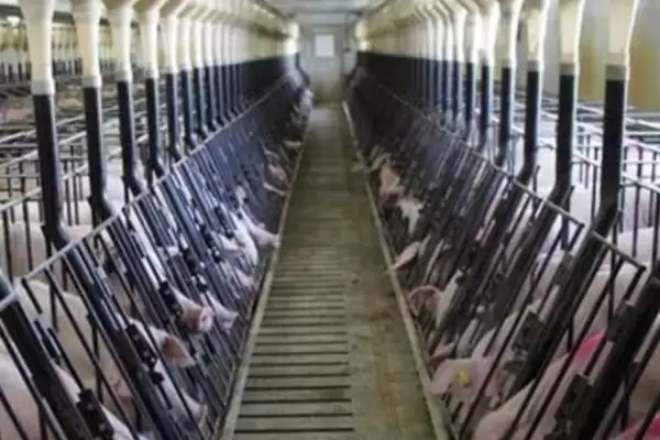 新手养猪的方法和重点？养猪要做好哪些入门基础细节？插图1