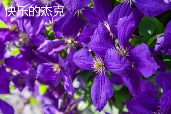 图片[11]-铁线莲的花语？了解铁线莲花语要探究哪些文化象征和寓意内涵要点？-会东网