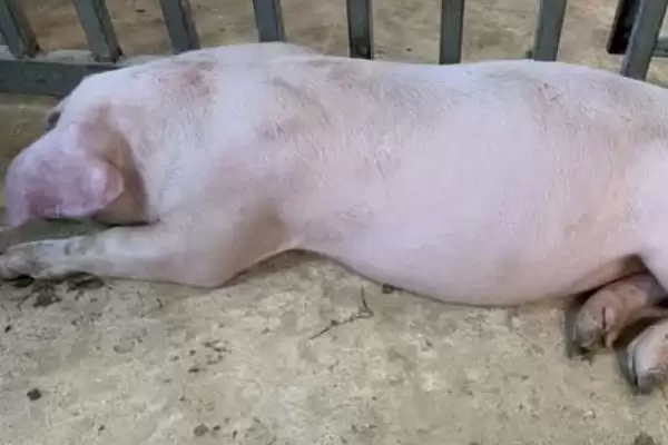 探究猪呕吐原因的方法和重点？养猪要做好哪些消化系统健康细节？插图3