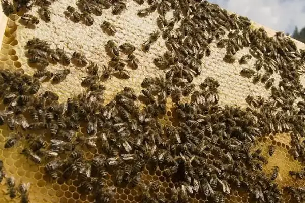 图片[8]-养蜂入门技术，这7个方面都需掌握-会东网