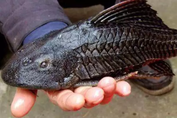 兰寿缸的工具鱼选择 ,兰寿缸选清道夫等鱼有何好处?插图1 兰寿缸的工具鱼选择 ,兰寿缸选清道夫等鱼有何好处?插图1