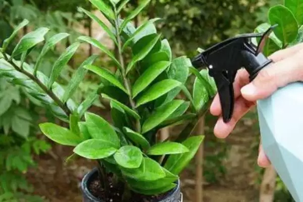 金钱树开花后的处理方法 ,金钱树开花后要如何进行处理插图2