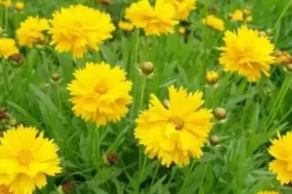 图片[2]-判断院子里能否种菊花的方法和重点？判断院子里能否种菊花要做好哪些细节？-会东网