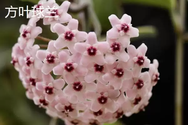 球兰换盆最佳时间解析：一年四季可换盆的优势及注意插图8