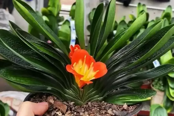 君子兰空根的预防方法 ,如何预防君子兰出现空根问题呢?插图1 君子兰空根的预防方法 ,如何预防君子兰出现空根问题呢?插图1