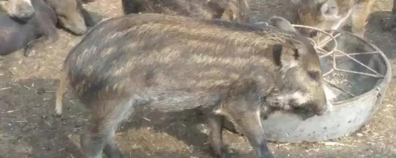 预防野猪养殖疾病的方法和重点?养猪要做好哪些预防细节?-会东网