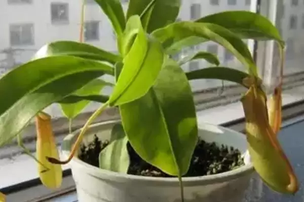 养殖猪笼草的方法和重点？养猪与周边植物种植有哪些关联细节？插图6