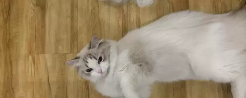 猫咪冬天掉毛厉害如何处理 ,猫咪冬天掉毛可多梳理毛发-会东网