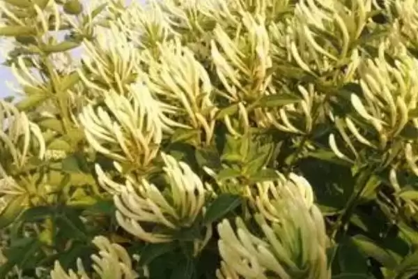 金银花苗的品种介绍 ,如何选择金银花苗的品种呢插图2 金银花苗的品种介绍 ,如何选择金银花苗的品种呢插图2