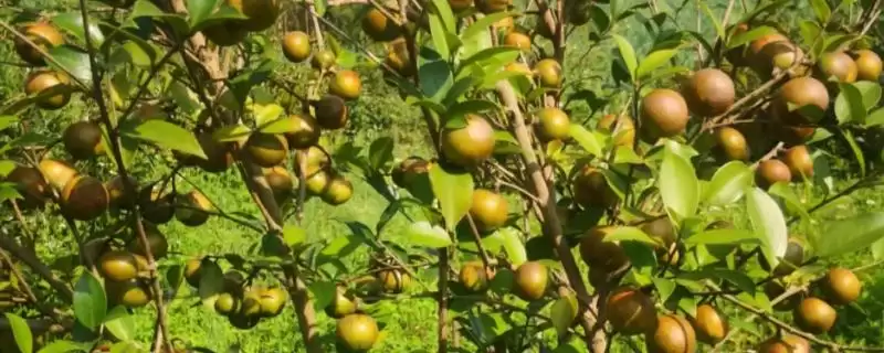 认识油茶品种的方法和重点？认识油茶品种要做好哪些细节？-会东网