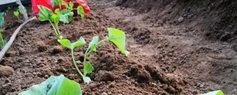 香瓜育苗期管理方法的方法和重点?香瓜育苗期管理要做好哪些细节?-会东网