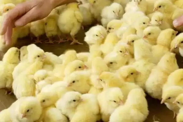 明确小鸡是否需要喝水的方法和重点?养鸡要做好哪些饮水管理?插图2 明确小鸡是否需要喝水的方法和重点?养鸡要做好哪些饮水管理?插图2