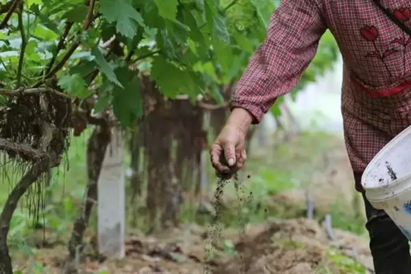 葡萄施硅肥的原因剖析：增强抗病力、提高品质的科学原理插图5