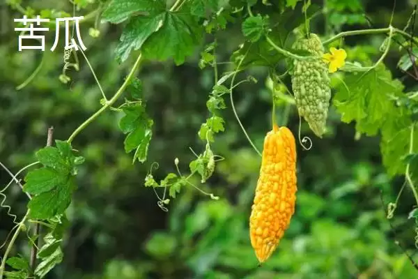图片[2]-夏季可种植的蔬菜品种 ,夏季种苦瓜有什么有利条件呢？-会东网