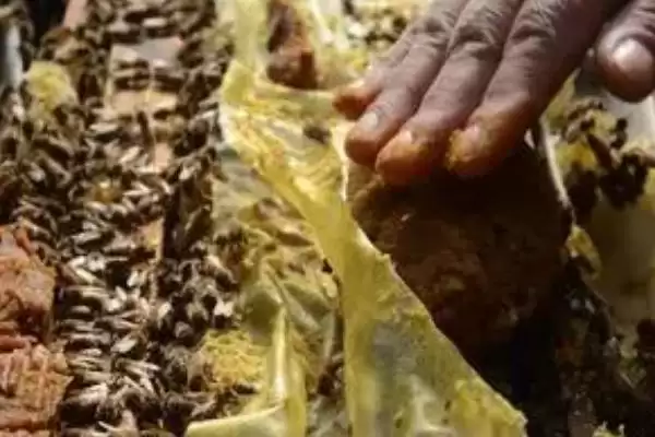 连续5天对蜜蜂喂糖会不会快速发展，可以刺激蜂王产卵、加快蜂群发展速度插图2