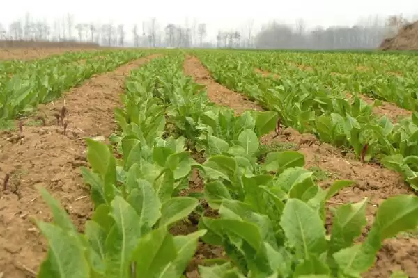 图片[5]-莴笋的种植方法？种植莴笋要遵循哪些科学的种植步骤和管理要点？-会东网