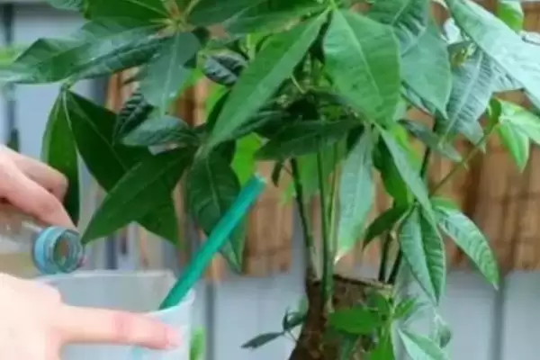 图片[5]-小发财树能否养大的要点和判断？判断小发财树生长情况需注意什么？-会东网