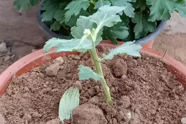 菊花的无性繁殖方法 ,菊花无性繁殖有哪些主要方式呢？插图2