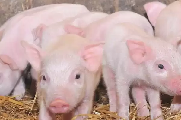 管理新入栏仔猪的方法和重点？养猪要做好哪些新成员融入细节？插图3