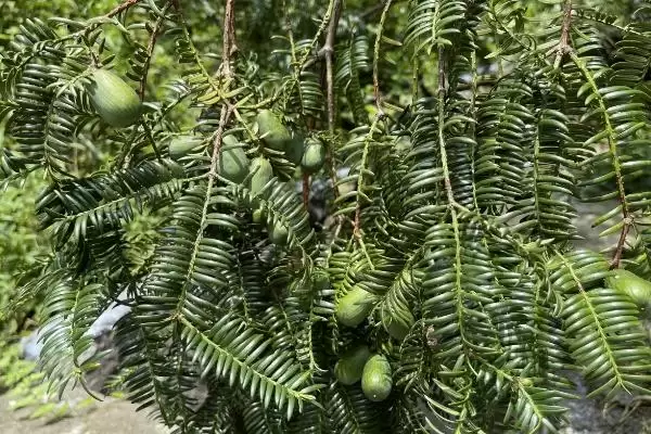 香榧的基本介绍和要点?了解香榧需关注哪些关键信息?插图4 香榧的基本介绍和要点?了解香榧需关注哪些关键信息?插图4